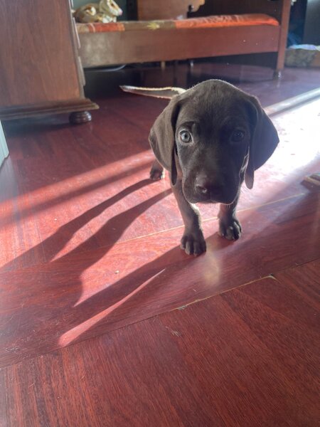 Catei Brac german x Weimaraner