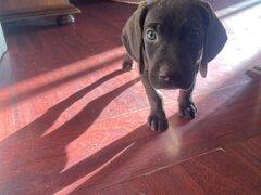 Catei Brac german x Weimaraner
