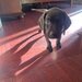 Catei Brac german x Weimaraner
