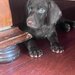 Catei Brac german x Weimaraner