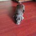Catei Brac german x Weimaraner