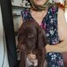 Catei Brac german x Weimaraner